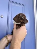 Gucci, a female Miniature Dachshund for sale in Orlando, FL – Photo 1 of 6