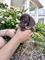 Gucci, a female Miniature Dachshund for sale in Orlando, FL – Photo 5 of 6