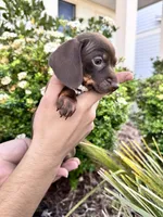 Gucci, a female Miniature Dachshund for sale in Orlando, FL – Photo 6 of 6