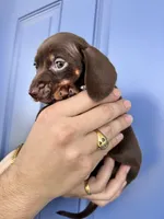 Gucci, a female Miniature Dachshund for sale in Orlando, FL – Photo 3 of 6