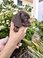 Gucci, a female Miniature Dachshund for sale in Orlando, FL – Photo 4 of 6
