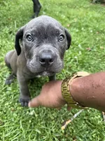 Scrappy, a male Cane Corso for sale in La Plata, MD – 5 of 6