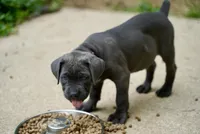 Shaq, a male Cane Corso for sale in La Plata, MD – 2 of 5