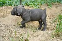Scrappy, a male Cane Corso for sale in La Plata, MD – 4 of 6