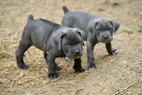 Shaq, a male Cane Corso for sale in La Plata, MD – 3 of 5