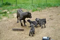White Collar , a female Cane Corso for sale in La Plata, MD – 2 of 4