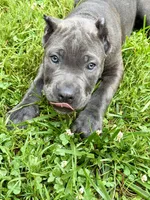 Nova, a female Cane Corso for sale in La Plata, MD – 3 of 4