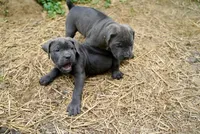 Shaq, a male Cane Corso for sale in La Plata, MD – 4 of 5