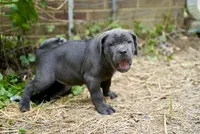 Charlie , a male Cane Corso for sale in La Plata, MD – 3 of 5