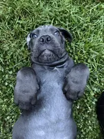White Collar , a female Cane Corso for sale in La Plata, MD – 4 of 4