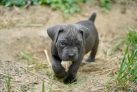 Scrappy, a male Cane Corso for sale in La Plata, MD – 3 of 6