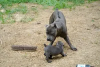 White Collar , a female Cane Corso for sale in La Plata, MD – 3 of 4