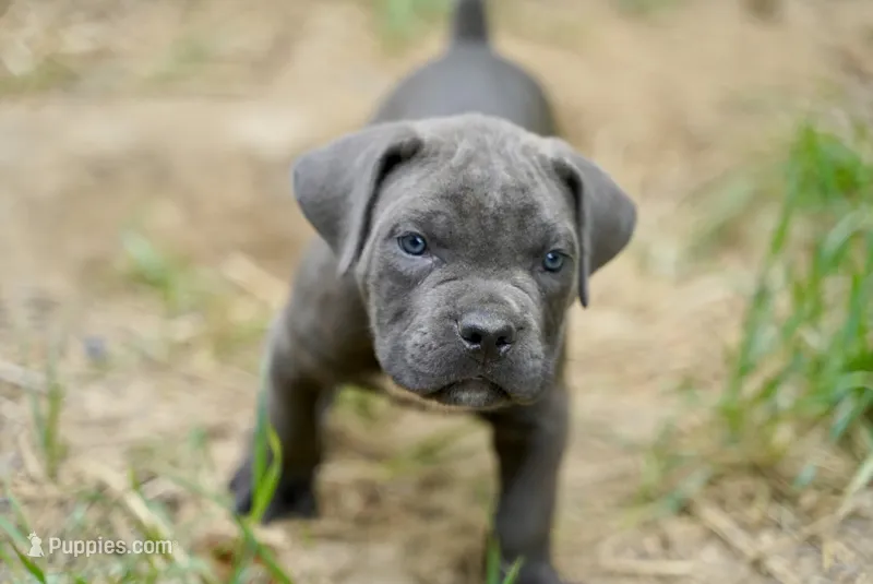 Scrappy – Cane Corso puppy for sale in La Plata, MD