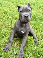 Nova, a female Cane Corso for sale in La Plata, MD – 2 of 4