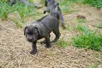 Charlie , a male Cane Corso for sale in La Plata, MD – 1 of 5