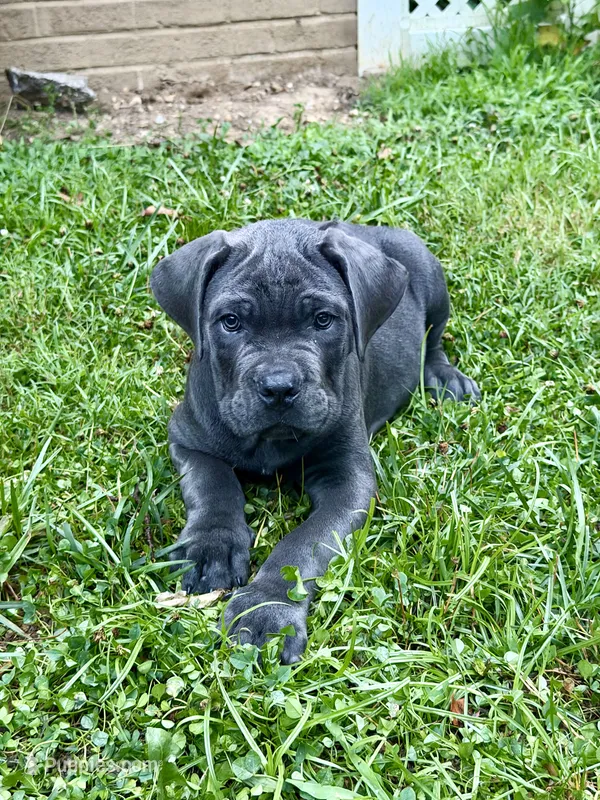 White Collar  – Cane Corso puppy for sale in La Plata, MD
