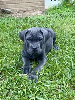 White Collar , a female Cane Corso for sale in La Plata, MD – 1 of 4