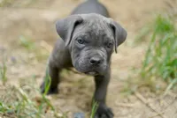 Scrappy, a male Cane Corso for sale in La Plata, MD – 2 of 6