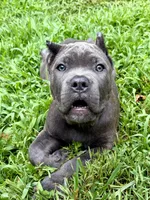 Nova, a female Cane Corso for sale in La Plata, MD – 1 of 4