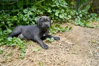 Charlie , a male Cane Corso for sale in La Plata, MD – 4 of 5