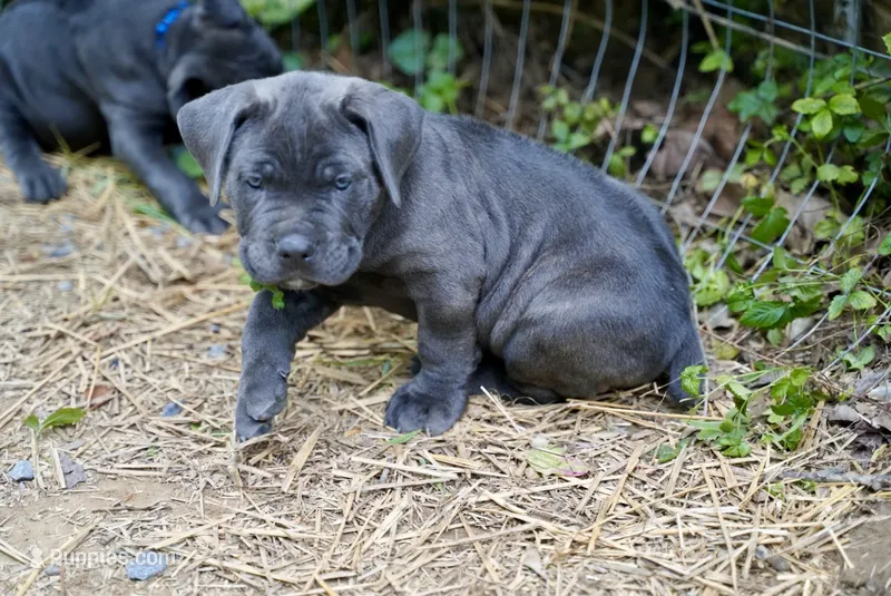 Shaq – Cane Corso puppy for sale in La Plata, MD