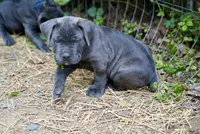 Shaq, a male Cane Corso for sale in La Plata, MD – 1 of 5