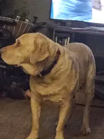 Neon Green.  Male, a male Chesapeake Bay Retriever and Labrador Retriever for sale in Homer, MI – 6 of 8