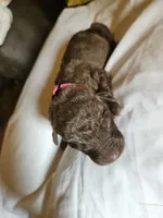 Neon pink collar.  Female, a female Chesapeake Bay Retriever and Labrador Retriever for sale in Homer, MI – 3 of 8
