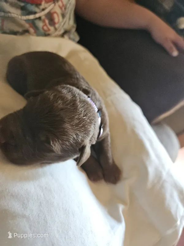Light Purple.  Female – Chesapeake Bay Retriever, Labrador Retriever puppy for sale in Homer, MI