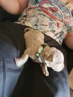 Mint Green Collar. Female, a female Chesapeake Bay Retriever and Labrador Retriever for sale in Homer, MI – 1 of 8