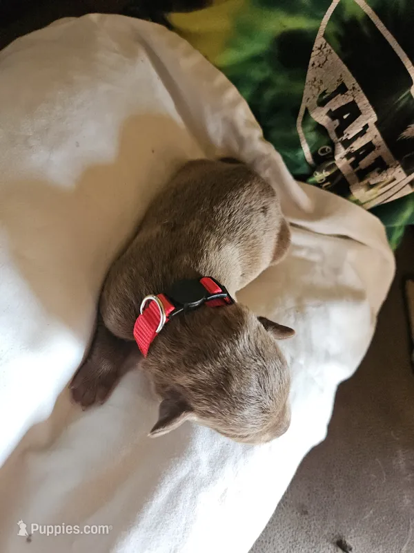 Red Collar.  Male – Chesapeake Bay Retriever, Labrador Retriever puppy for sale in Homer, MI