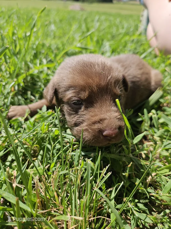 Black collar. Male – Chesapeake Bay Retriever, Labrador Retriever puppy for sale in Homer, MI
