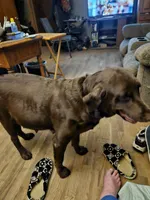 Yellow Collar.  Female, a female Chesapeake Bay Retriever and Labrador Retriever for sale in Homer, MI – 5 of 8