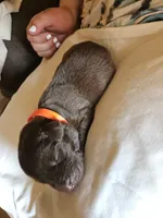 Orange Collar. Female, a female Chesapeake Bay Retriever and Labrador Retriever for sale in Homer, MI – 1 of 8