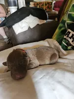 Red Collar.  Male, a female Chesapeake Bay Retriever and Labrador Retriever for sale in Homer, MI – 2 of 8