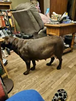 Neon Green.  Male, a male Chesapeake Bay Retriever and Labrador Retriever for sale in Homer, MI – 8 of 8