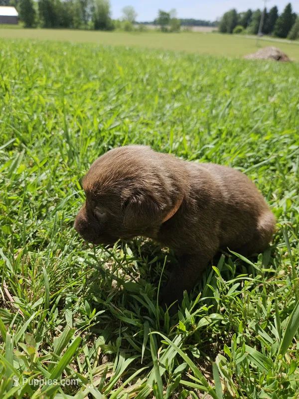 Red Collar.  Male – Chesapeake Bay Retriever, Labrador Retriever puppy for sale in Homer, MI