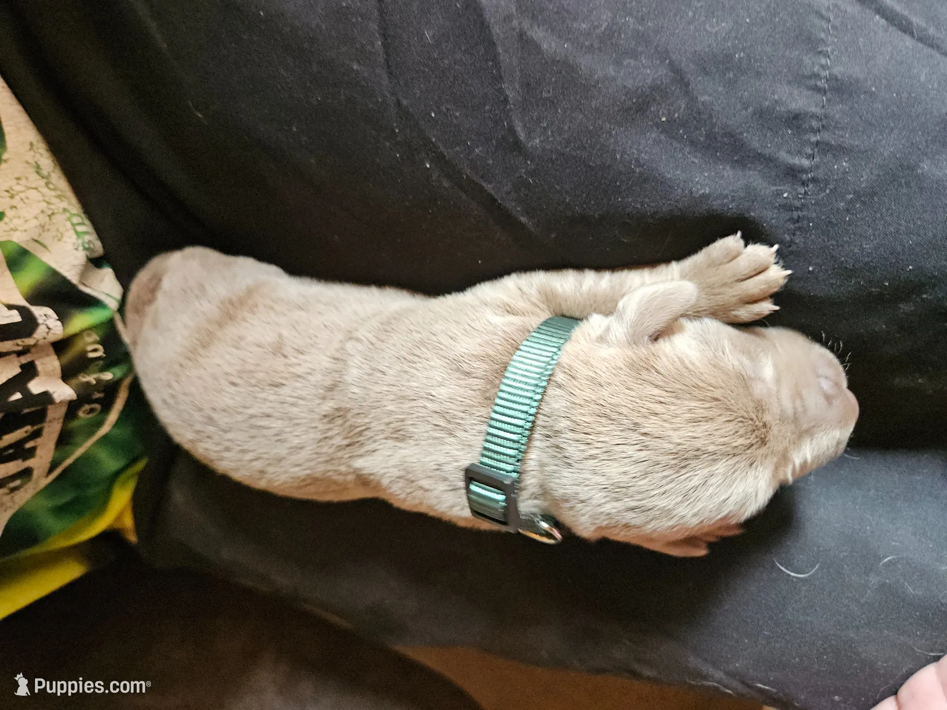 Mint Green Collar. Female, a female Chesapeake Bay Retriever and Labrador Retriever for sale in Homer, MI – 3 of 8