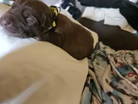 Neon Green.  Male, a male Chesapeake Bay Retriever and Labrador Retriever for sale in Homer, MI – 3 of 8