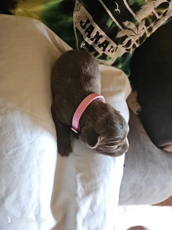 Pink Collar. Female – Chesapeake Bay Retriever, Labrador Retriever puppy for sale in Homer, MI