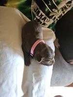Pink Collar. Female, a female Chesapeake Bay Retriever and Labrador Retriever for sale in Homer, MI – 3 of 8