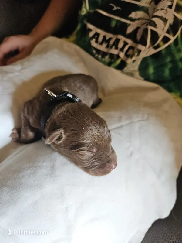 Black collar.  Male – Chesapeake Bay Retriever, Labrador Retriever puppy for sale in Homer, MI