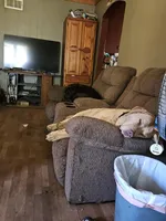 Chesador puppies coming soon, a  Labrador Retriever for sale in Homer, MI – 4 of 6