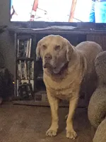 Chesador puppies coming soon, a  Labrador Retriever for sale in Homer, MI – 1 of 6