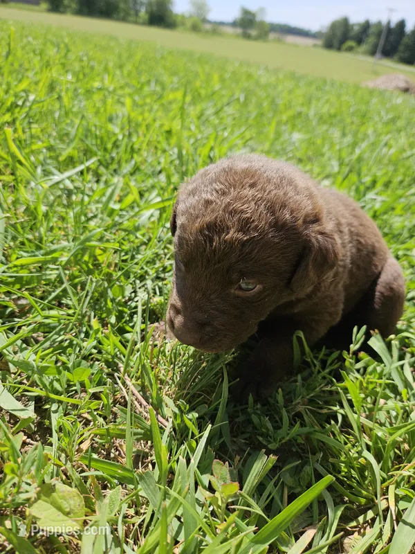 Yellow Collar.  Female – Chesapeake Bay Retriever, Labrador Retriever puppy for sale in Homer, MI