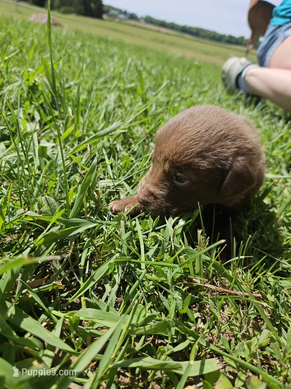 Khaki collar.  Male – Chesapeake Bay Retriever, Labrador Retriever puppy for sale in Homer, MI