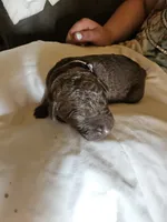 Khaki collar.  Male, a male Chesapeake Bay Retriever and Labrador Retriever for sale in Homer, MI – 3 of 8