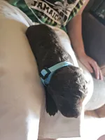 Light Blue Collar. Female, a female Chesapeake Bay Retriever and Labrador Retriever for sale in Homer, MI – 5 of 10