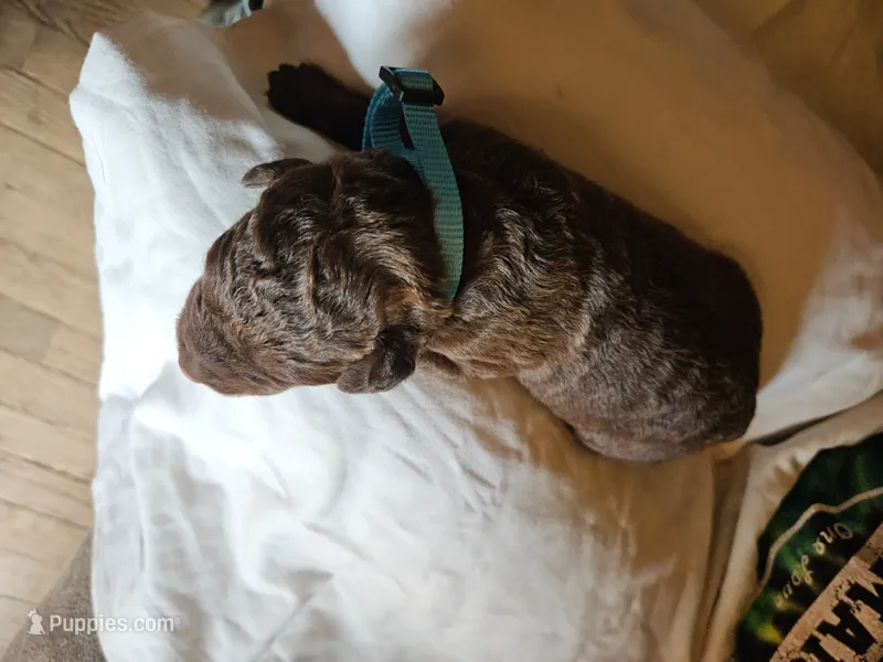 Light Blue Collar. Female – Chesapeake Bay Retriever, Labrador Retriever puppy for sale in Homer, MI