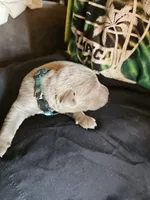 Dark Green Collar. Male, a male Chesapeake Bay Retriever and Labrador Retriever for sale in Homer, MI – 2 of 8